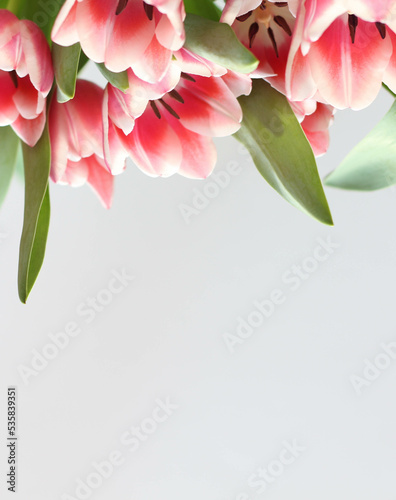 Pink tulips isolated on white background. Top view stock photo. Spring time