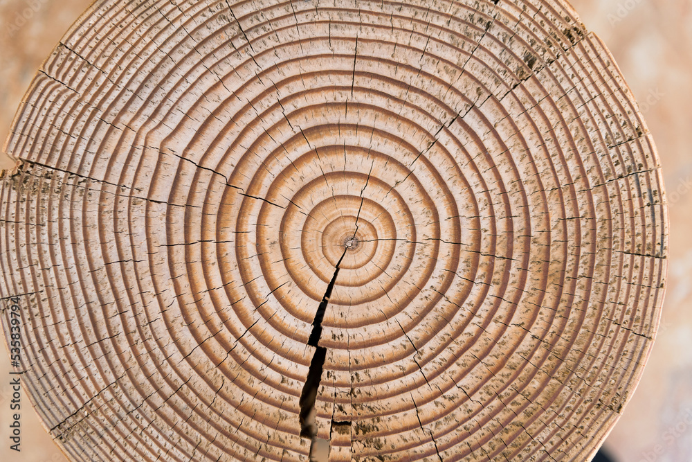 Fototapeta premium Cross section of tree stump