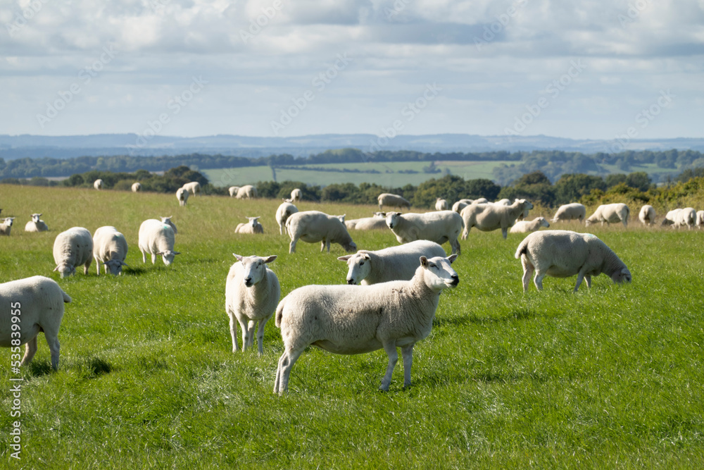 Flock of white sheep in green grass field with countryside behind, Highclere, Hampshire, England, United Kingdom, Europe Flock of white sheep in green grass field with countryside behind, Highclere, Hampshire, England, United Kingdom, Europe