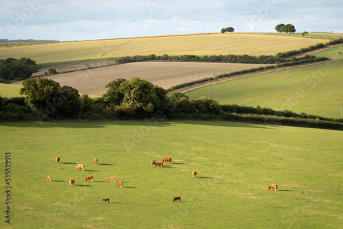 Cows grazing in field with arable field behind, Berkshire, England, UK photo