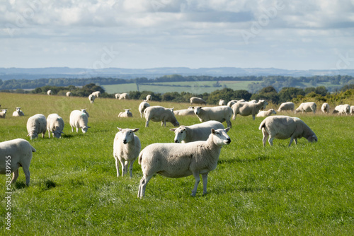 Flock of white sheep in green grass field with countryside behind, Highclere, Hampshire, England, United Kingdom, Europe