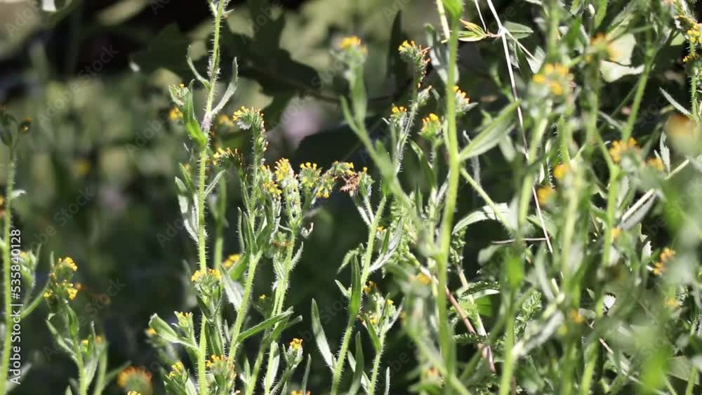 abeja volando sobre flores amarillas, hierbas verdes y viento suave 