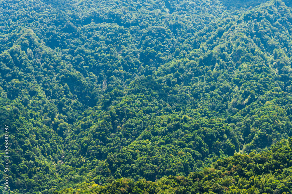 The beautiful green forest in the mountains of Taiwan. The beautiful green forest in the mountains of Taiwan.