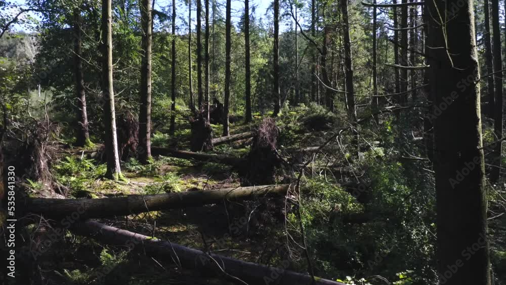 Aerial shot flying slowly through a dense forest with thick undergrowth and tall trees. Filmed in the Lake District, UK on a bright summer day. Aerial shot flying slowly through a dense forest with thick undergrowth and tall trees. Filmed in the Lake District, UK on a bright summer day.