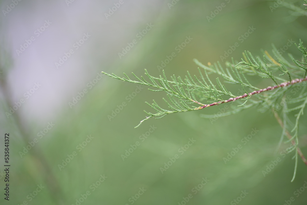 green bush against a cloudy pastel background beaded bush tamarix and myricaria, thin delicate twigs of turquoise color, natural sustainable development, be green green bush against a cloudy pastel background beaded bush tamarix and myricaria, thin delicate twigs of turquoise color, natural sustainable development, be green