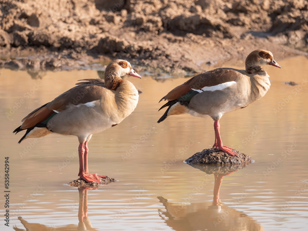 Pair of Egyptian Geese stand on mounds in water, reflection visible below Pair of Egyptian Geese stand on mounds in water, reflection visible below