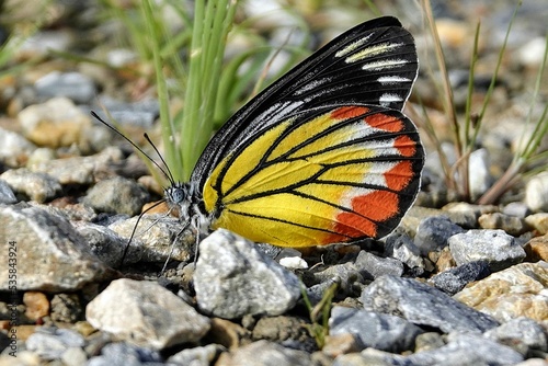 Closeup of a beautiful Prioneris butterfly standing on the ground in the wilderness photo