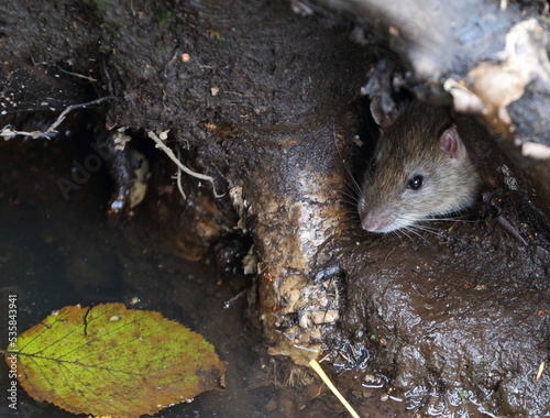 A wild rat crawls out of a hole in the ground under the roots of a tree photo