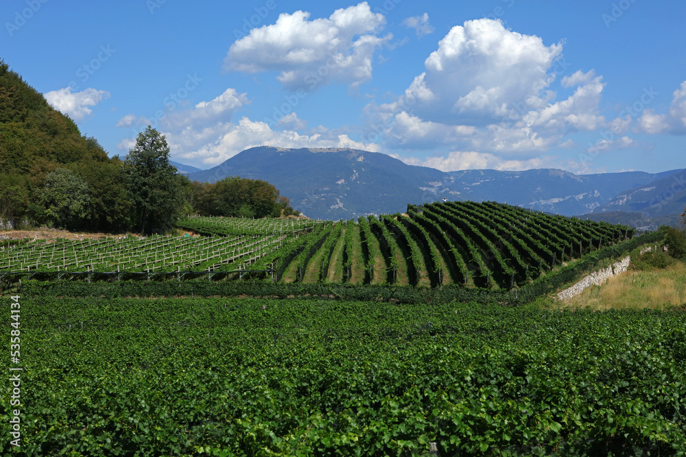 Vineyard in Mori, Lake Garda region, Italy
