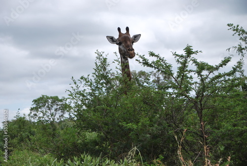 Girafe savane Afrique du sud