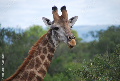 Girafe savane Afrique du sud