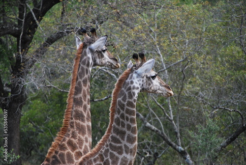 Girafes savane Afrique du sud © Romain