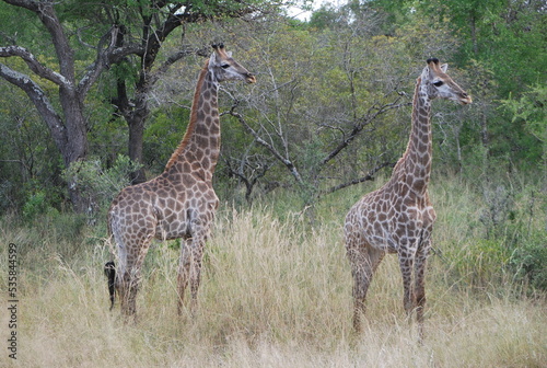Girafes savane Afrique du sud