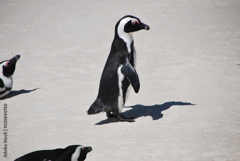 Obraz premium Pingouin debout sur la plage du Cap en Afrique