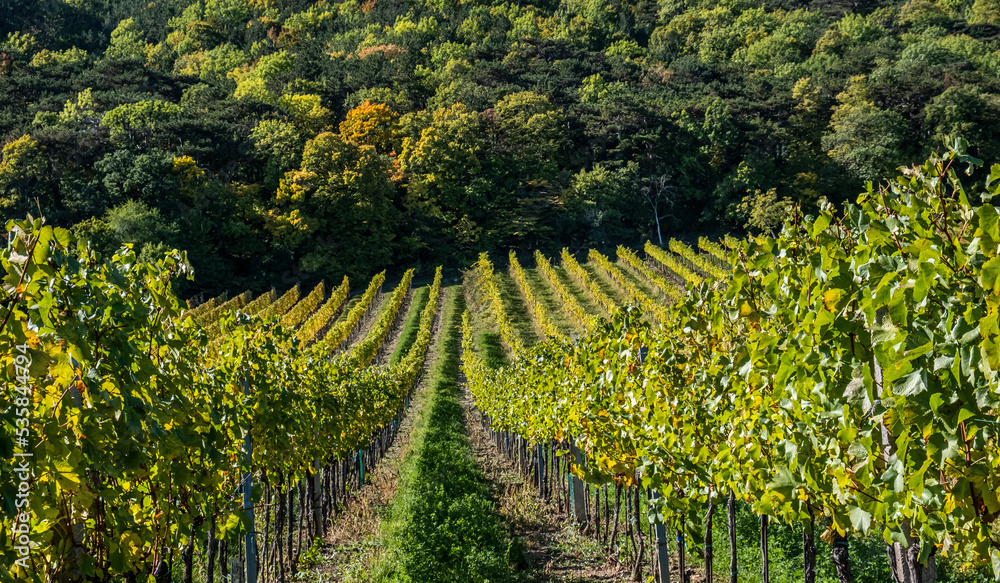 colorful autumn vineyards rows