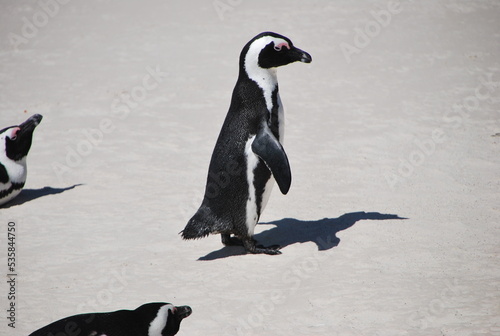 Pingouin debout sur la plage du Cap en Afrique