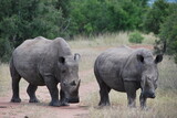 Rhinocéros dans la savane Africaine