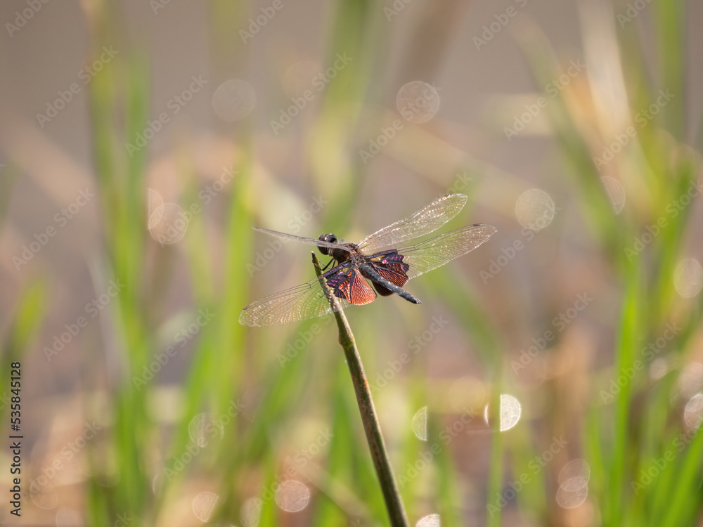 Phantom Flutterer dragonfly perched on stick overlooks reedy wetland area beyond Phantom Flutterer dragonfly perched on stick overlooks reedy wetland area beyond