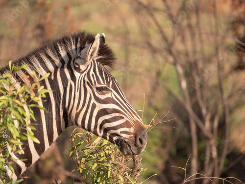 Side profile of zebra's face in wooded area, lit my morning light