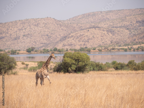 Fototapeta Naklejka Na Ścianę i Meble -  Giraffe walks through tall dry grassland landscape