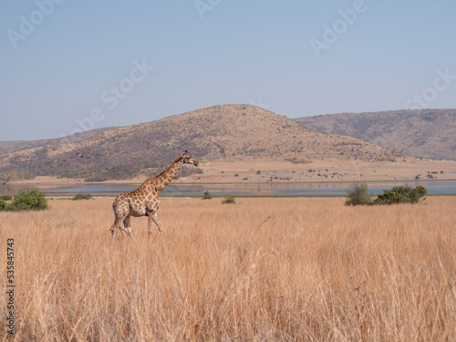 Fototapeta Naklejka Na Ścianę i Meble -  Side view of lone giraffe walking across long, dry grass. Hill and Mankwe Dam in background