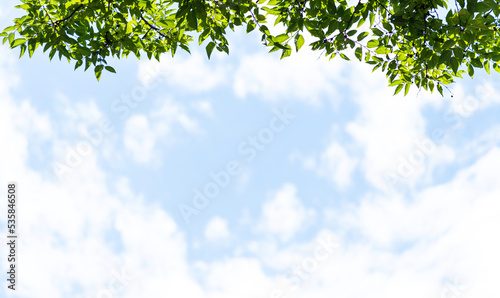 Background of green leaves and cloudy sky