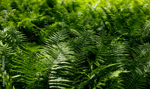 Green fern bushes in dark key.