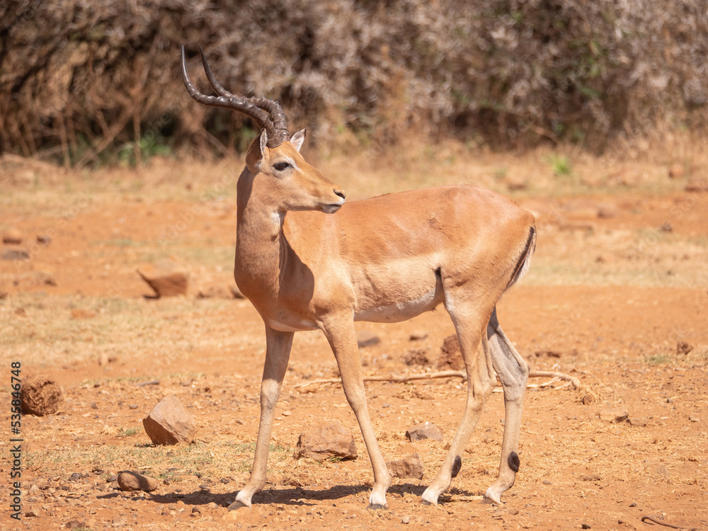 Side view: Impala ram looks over his shoulder, full body Side view: Impala ram looks over his shoulder, full body