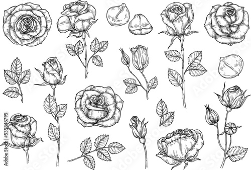 Sketchy hand drawn set with rose and leaves. Flower in vintage style, editable color.