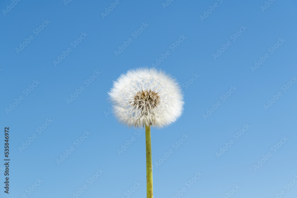 Dandelion under the blue sky