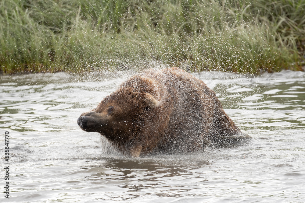 Alaskan brown bear shaking off Alaskan brown bear shaking off