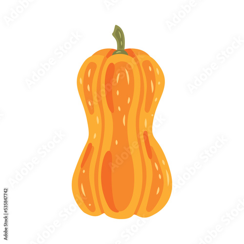 fresh pumpkin vegetable