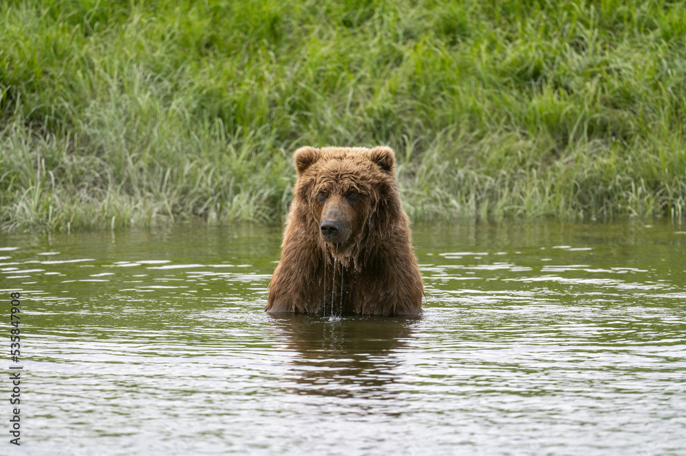 Alaskan brown bear at McNeil River Alaskan brown bear at McNeil River