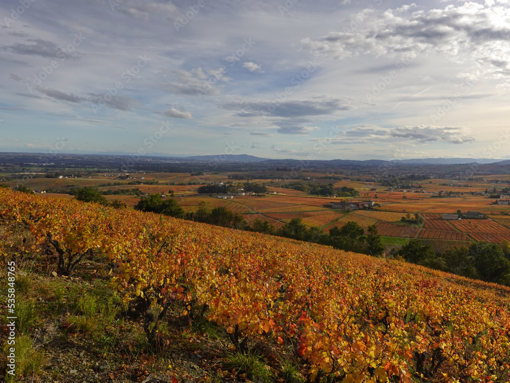 Landscape of vineyards in the colors of autumn. Mont Brouilly.