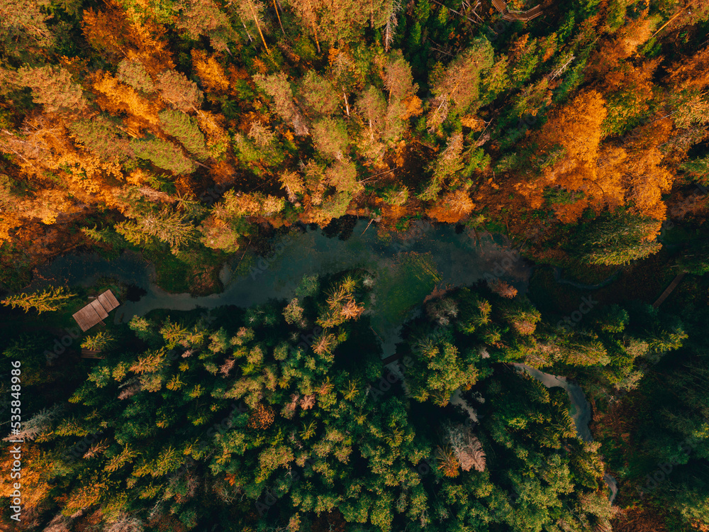 Aerial view of forest in autumn with colorful trees. drone photography. Colorful trees in the wood. Small river