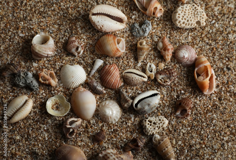 Seashells on the beach. Beautiful seashell top view. Holiday background. Abstract nature background. Seashell texture background wallpaper. Sand texture. Seashells on the beach. Beautiful seashell top view. Holiday background. Abstract nature background. Seashell texture background wallpaper. Sand texture.