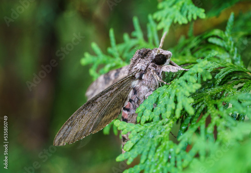 Close up of Night butterfly Agrius convolvuli the convolvulus hawk-moth. Very large fluffy butterfly with vivid black and red stripe pattern on wings seets on leaf of evergreen tree. Selective focus photo