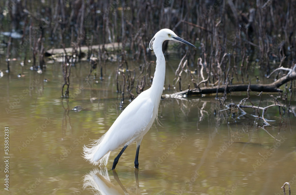 little egret little egret