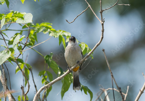 Sooty-headed Bulbul