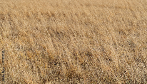 Close up of yellow grass in the wind