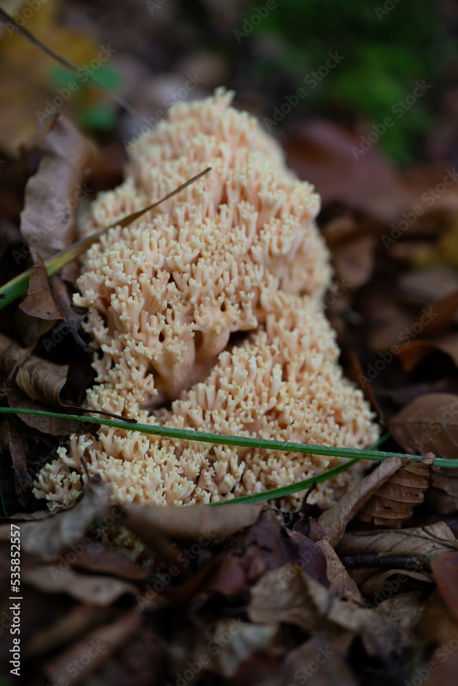 mushroom in the forest