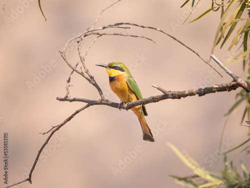 Little Bee-eater perched on leafless branch against brown background