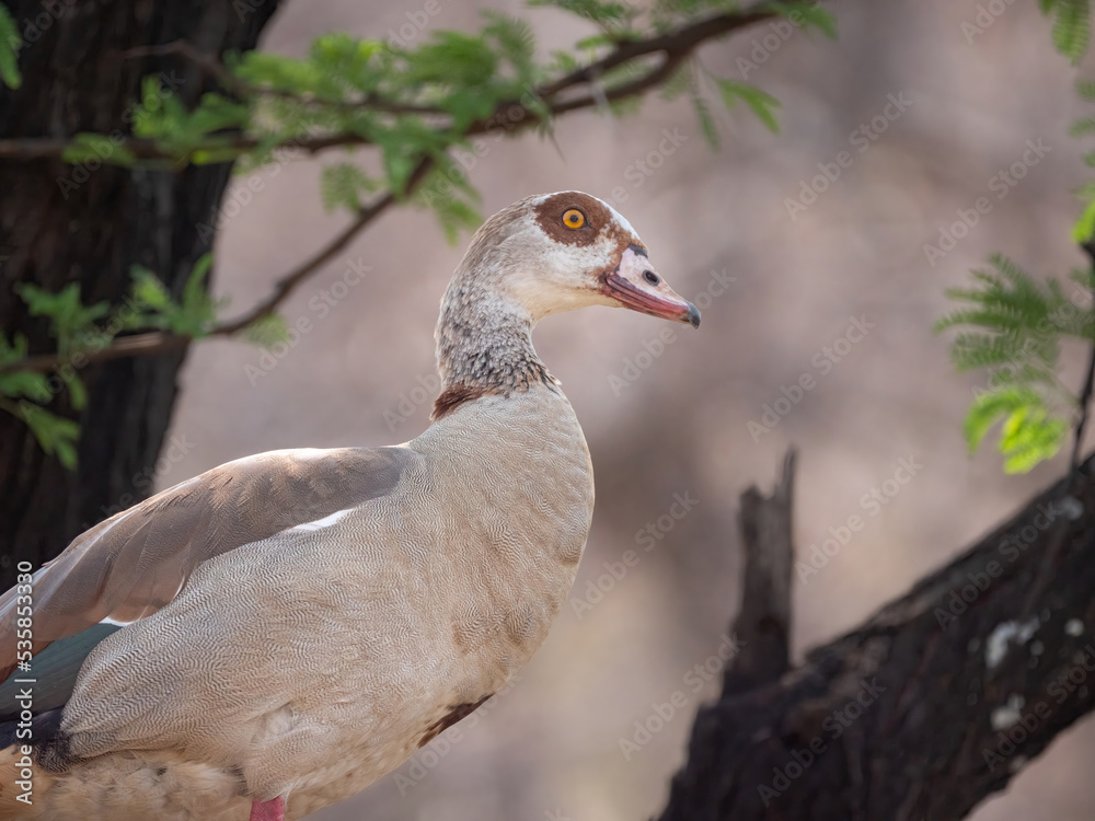 Closup side view of Egyptian Goose with fine barring on plumage Closup side view of Egyptian Goose with fine barring on plumage
