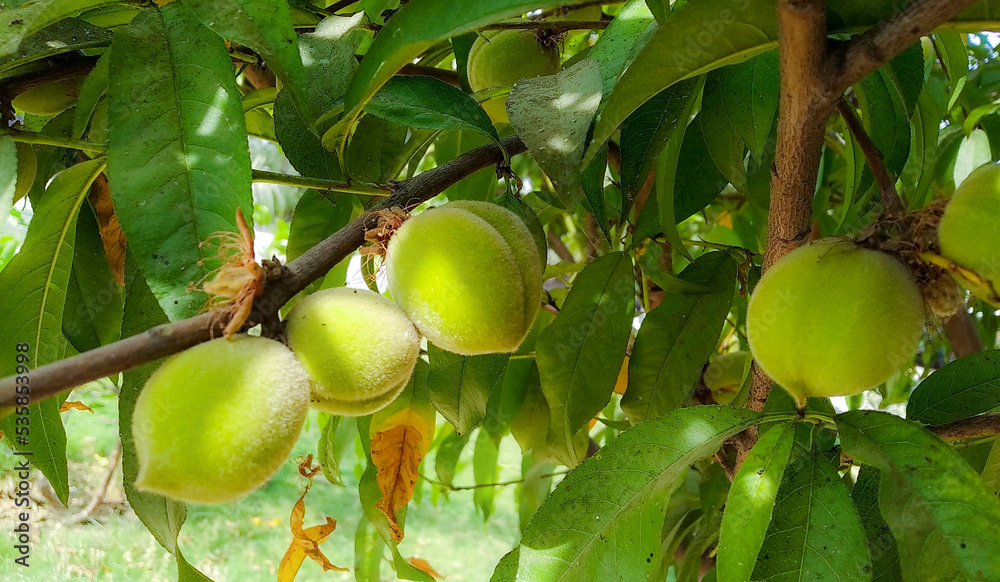 Peach Fruit