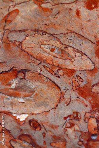 Red fossiliferous limestone photo