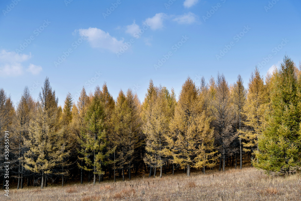 Fototapeta premium Golden larch trees in autumn