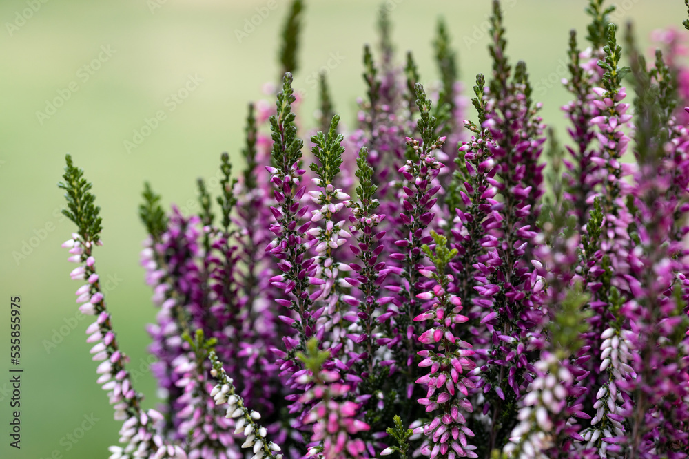 Calluna vulgaris, common heather, ling, or simply heather. It is a low-growing evergreen shrub. It is the dominant plant in most heathland and moorland in Europe. Calluna vulgaris, common heather, ling, or simply heather. It is a low-growing evergreen shrub. It is the dominant plant in most heathland and moorland in Europe.