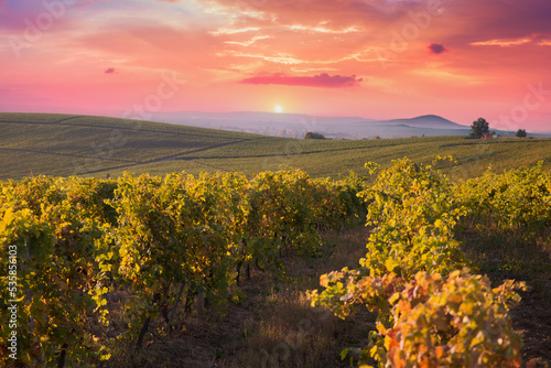 Beautiful sunset over Tuscan vineyards. . High quality photo