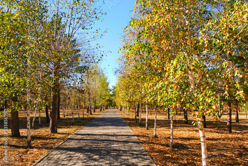 Public autumn park with yellowed foliage trees.