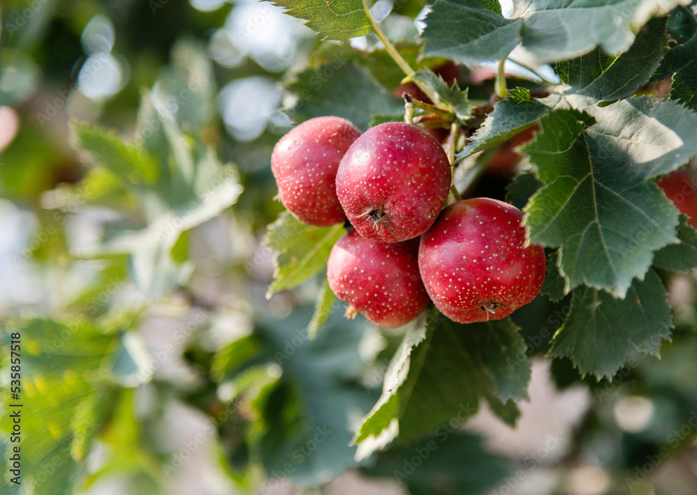Red hawthorn berries on the tree Red hawthorn berries on the tree